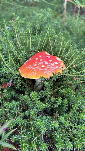 Fly Agaric