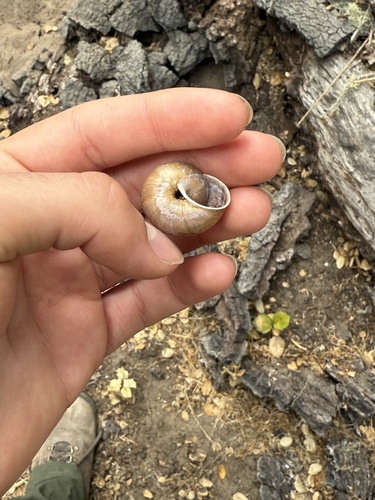 Redwood Shoulderband