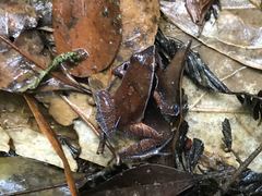 Physalaemus lateristriga