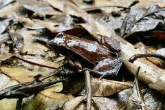 Physalaemus lateristriga