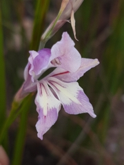 Gladiolus permeabilis