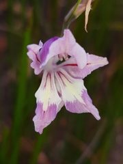 Gladiolus permeabilis