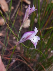 Gladiolus permeabilis