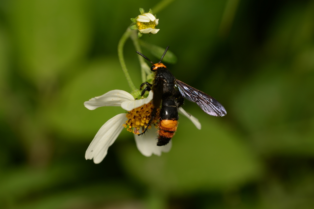 Scolia watanabei