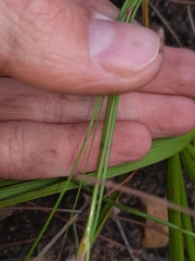 Gladiolus permeabilis