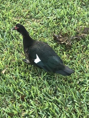Cairina moschata domestica