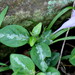 Salpinctium natalense - Photo (c) Ricky Taylor, algunos derechos reservados (CC BY-NC), subido por Ricky Taylor