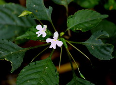 Impatiens hochstetteri