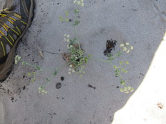 Capnophyllum africanum