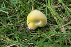 Lycoperdon flavotinctum