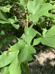 Acer laetum
