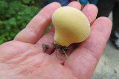 Lycoperdon flavotinctum