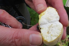 Lycoperdon flavotinctum