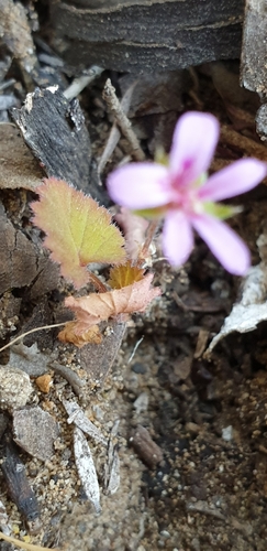 Image of Pelargonium littorale by (c) Andrew Thornhill, some rights reserved (CC BY)