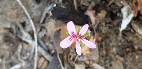 Image of Pelargonium littorale by (c) Andrew Thornhill, some rights reserved (CC BY)