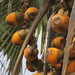 Borassus Palm - Photo (c) ASSEDE Eméline S.P., some rights reserved (CC BY-NC), uploaded by ASSEDE Eméline S.P.