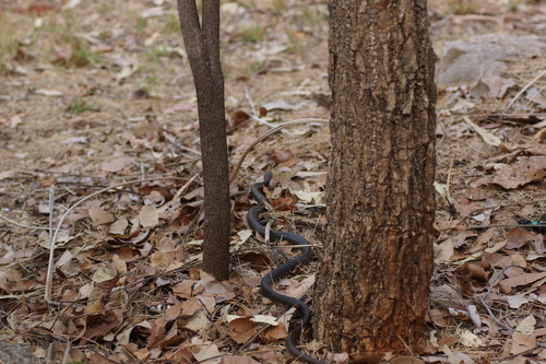 Greater Black Whipsnake