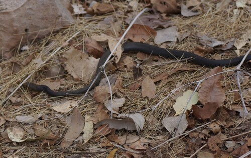 Greater Black Whipsnake