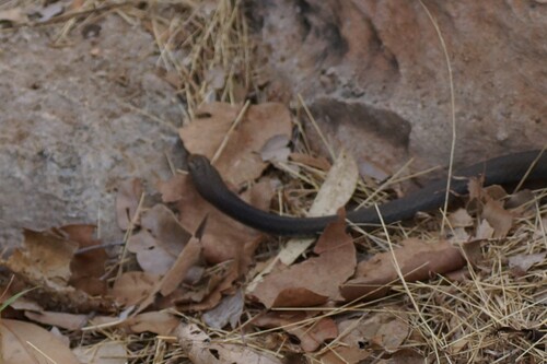 Greater Black Whipsnake