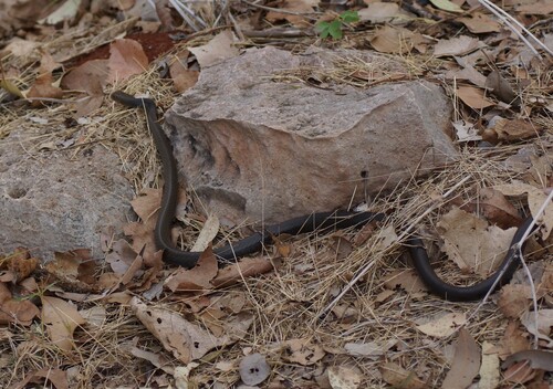 Greater Black Whipsnake