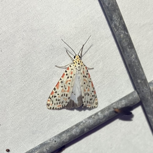 Crotalaria moth