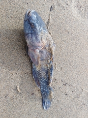 Dormitator latifrons