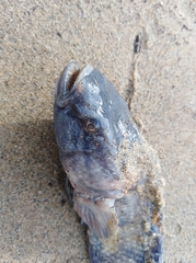 Dormitator latifrons