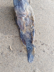 Dormitator latifrons