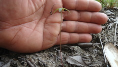 Spigelia genuflexa