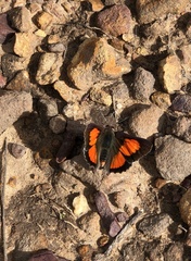 Capys alphaeus alphaeus