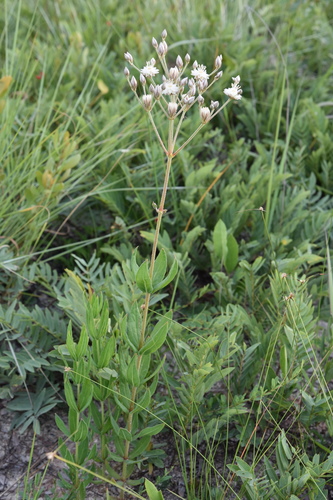 Polytepalum image