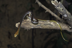 Dendrelaphis caudolineatus