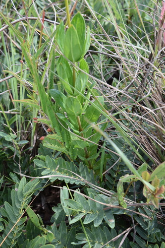 Polytepalum angolense image