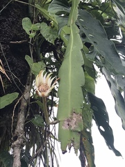 Epiphyllum