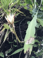 Epiphyllum