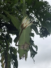 Epiphyllum