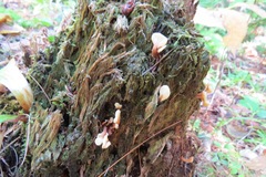 Spathulariopsis velutipes