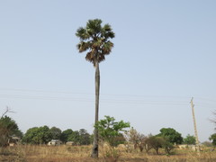 Borassus aethiopum image