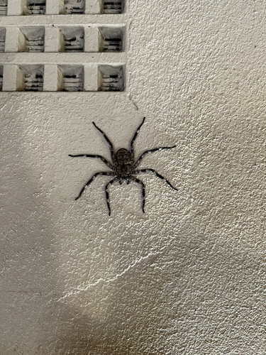 Selenops radiatus