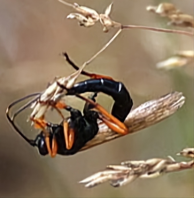 Limerodops elongatus