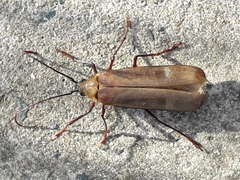 Erioderus pallens