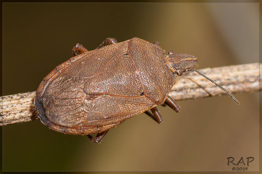 Paramecocephala