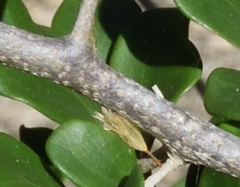 Dovyalis rotundifolia