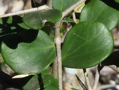 Dovyalis rotundifolia