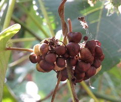 Lepistemon urceolatus