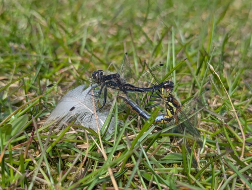 Black Meadowhawk photographed in Alaska