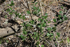 Dovyalis rotundifolia