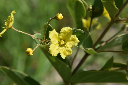 Sphedamnocarpus pruriens image