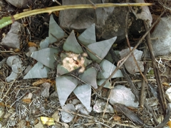 Ariocarpus retusus