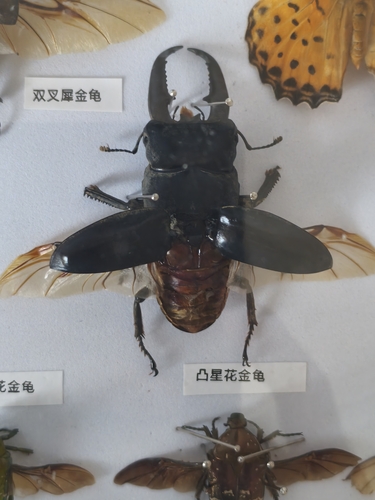 Serrognathus titanus platymelus
